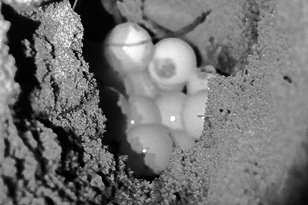 Newly spawned eggs (photo by infrared camera)