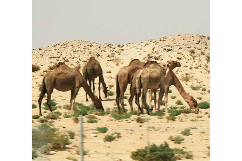Camels can sometimes be seen out in the desert