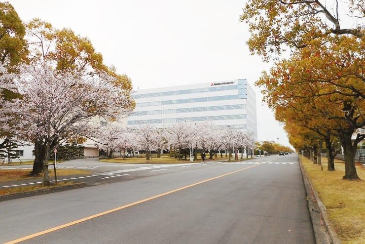 Cherry blossom trees that will bloom in spring
