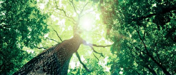 Corporate Social Responsibility (CSR)