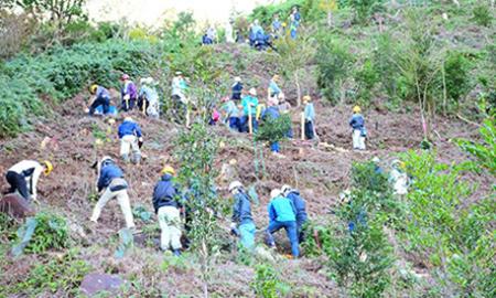 Activities to Maintain Forests