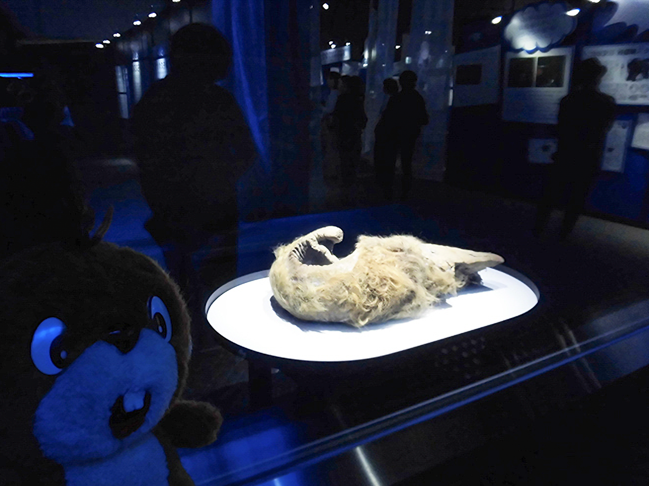 三菱重工冷熱 2019マンモス展 冷凍標本