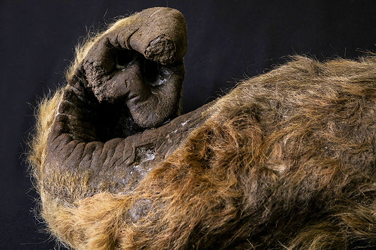 三菱重工冷熱 2019マンモス展 ケナガマンモスの鼻