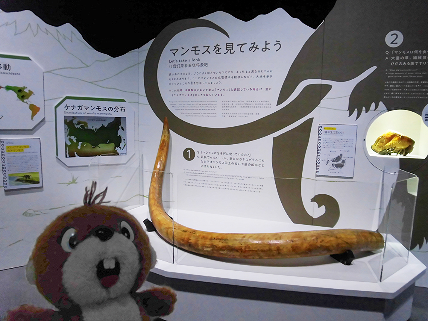 三菱重工冷熱 2019マンモス展 ケナガマンモス 牙