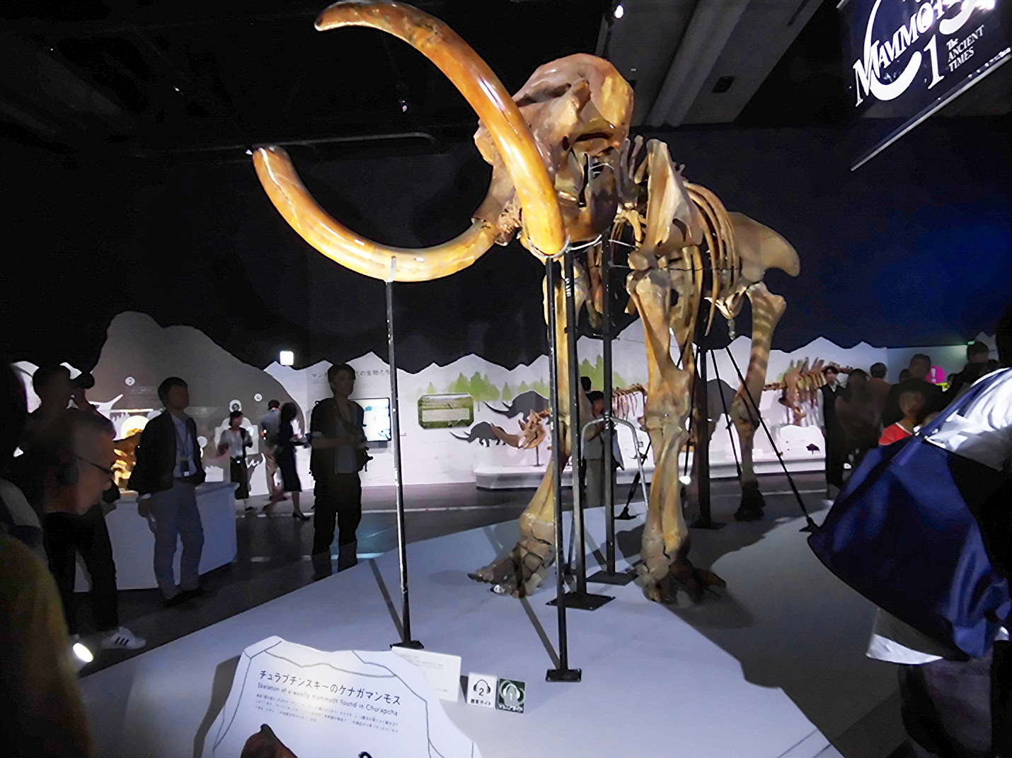 三菱重工冷熱 2019マンモス展 マンモス標本