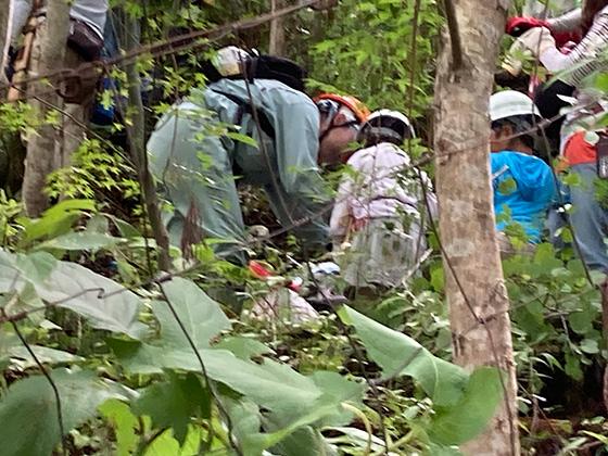 伐採・枝打ちの様子