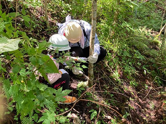 伐採・枝打ちの様子