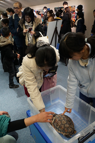 Children making friends with a young sea turtle