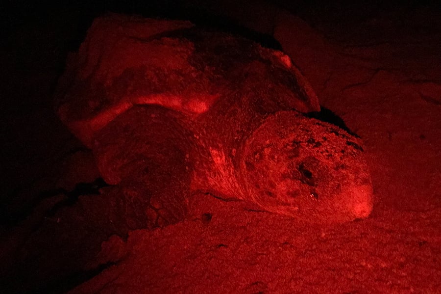 Loggerhead sea turtle spawning on Tanegashima’s beach (photographed with permission)