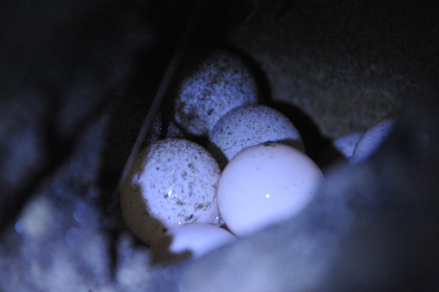 Loggerhead sea turtle eggs (photographed with permission)