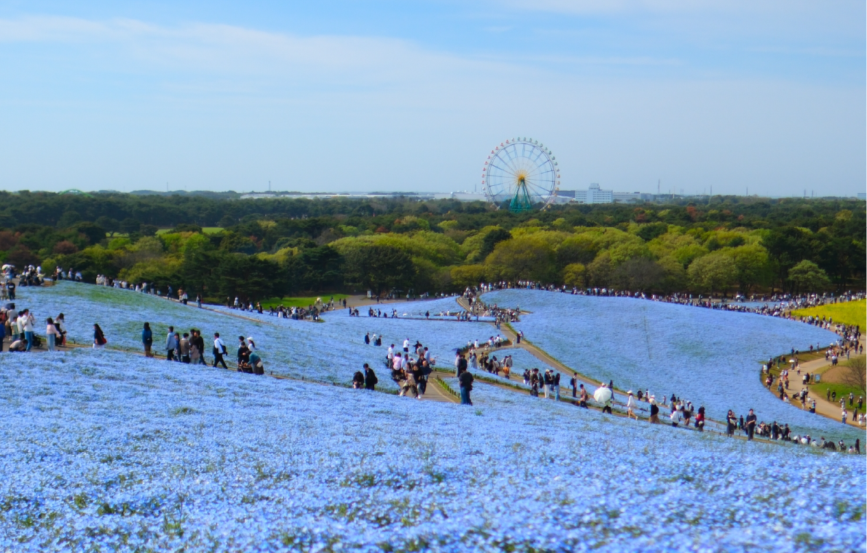 国営ひたち海浜公園