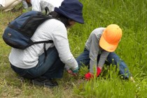 本社 外来植物駆除活動