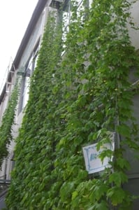 壁を覆う「緑のカーテン」