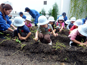 [Potato Dig by Kindergarten Children]