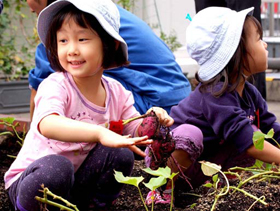 [Potato Dig by Kindergarten Children]