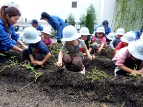 ｻﾂﾏｲﾓ堀りをする園児達②