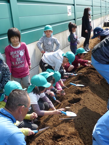 園児によるじゃがいもの種付け作業