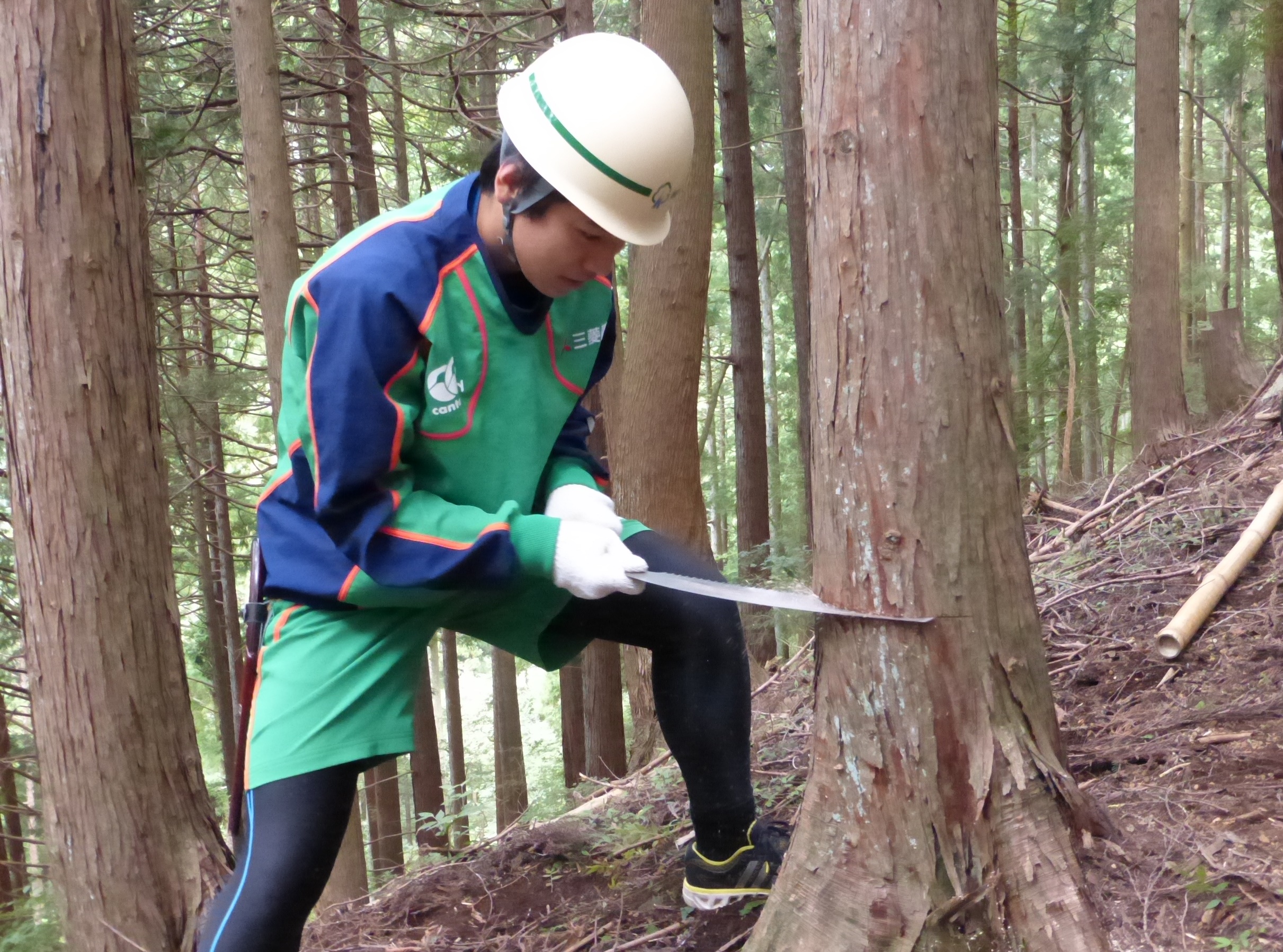 社員による間伐作業の様子