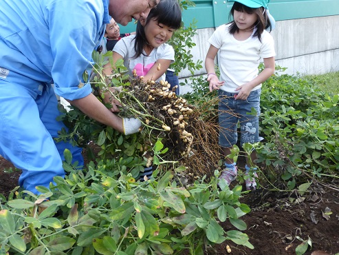 落花生収穫の様子