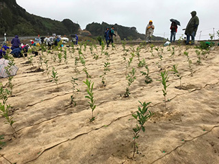 The newly planted saplings