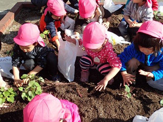 Digging out the sweet potatoes