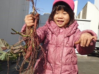 Digging potatoes is a lot of fun!