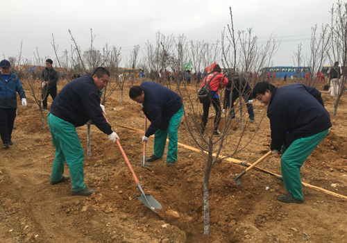 Planting cherry tree saplings