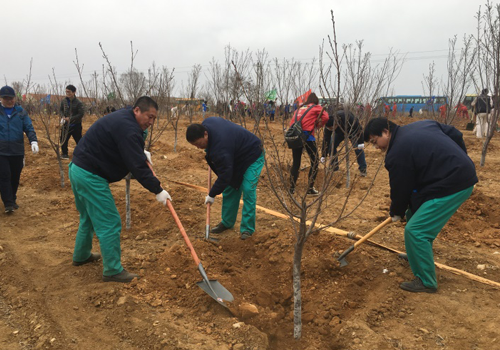 Planting cherry tree saplings 