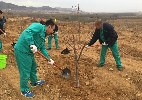 Planting cherry tree saplings