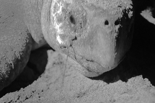 産卵中のアカウミガメ（赤外線カメラで撮影）