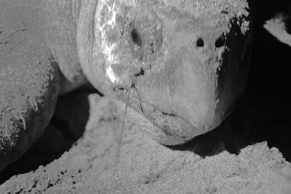 A loggerhead sea turtle during spawning (photo by infrared