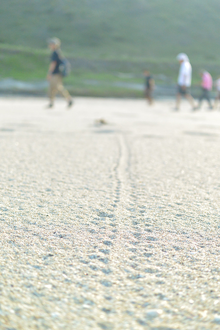 海岸に残された子ガメの足跡