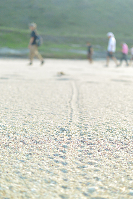 Tracks left on the beach by newly spawned turtles