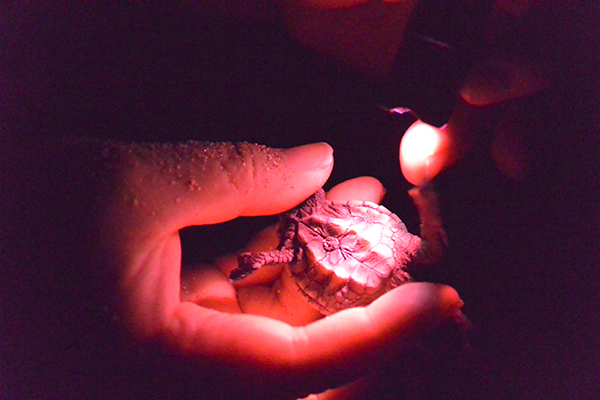 Checking turtle shell patterns (infrared photo)