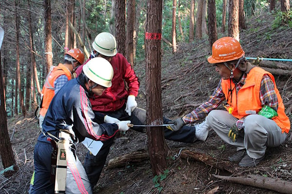 Cutting a tree under the instructor's guidance