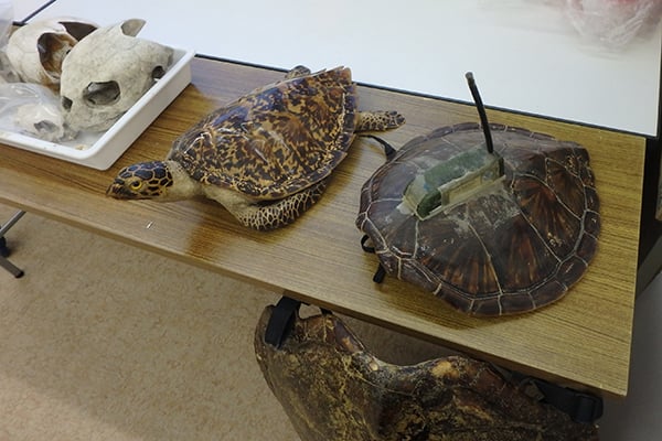 A display of real loggerhead turtle shells