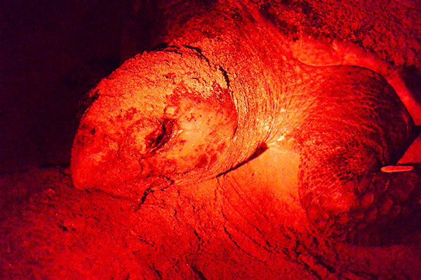 A loggerhead sea turtle during spawning(photographed with special permission)