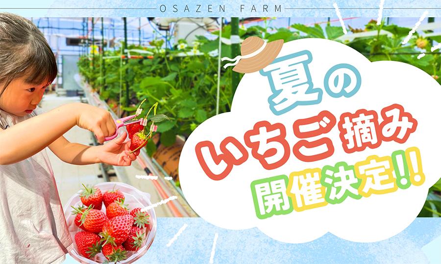 夏のいちご摘み