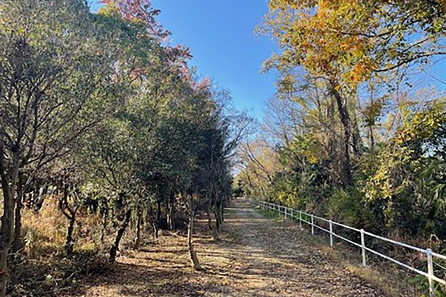 Wadaoki Forest