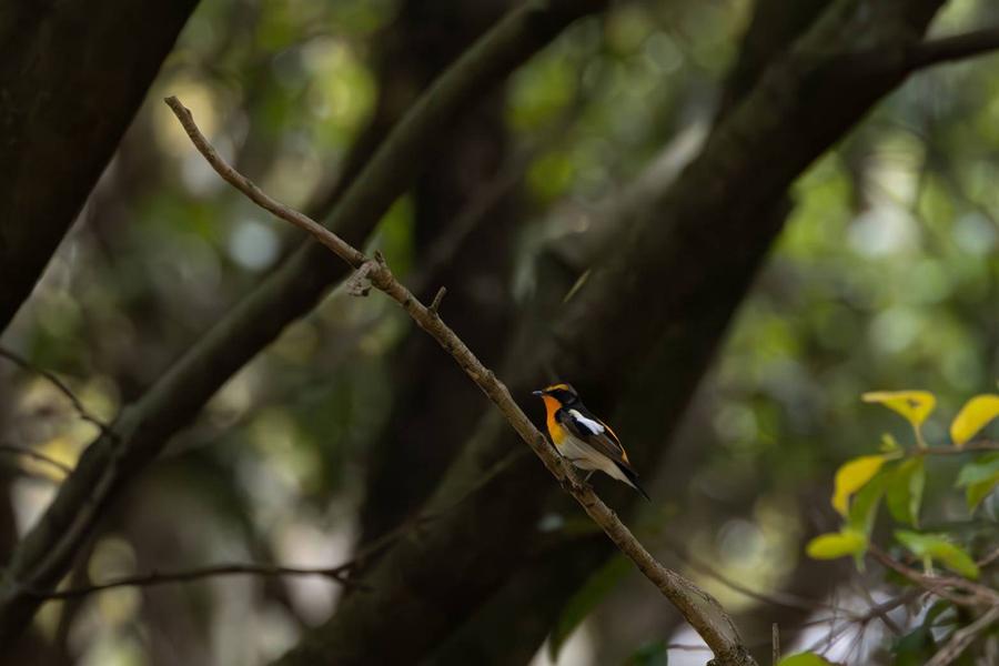 Wadaoki Forest_bird