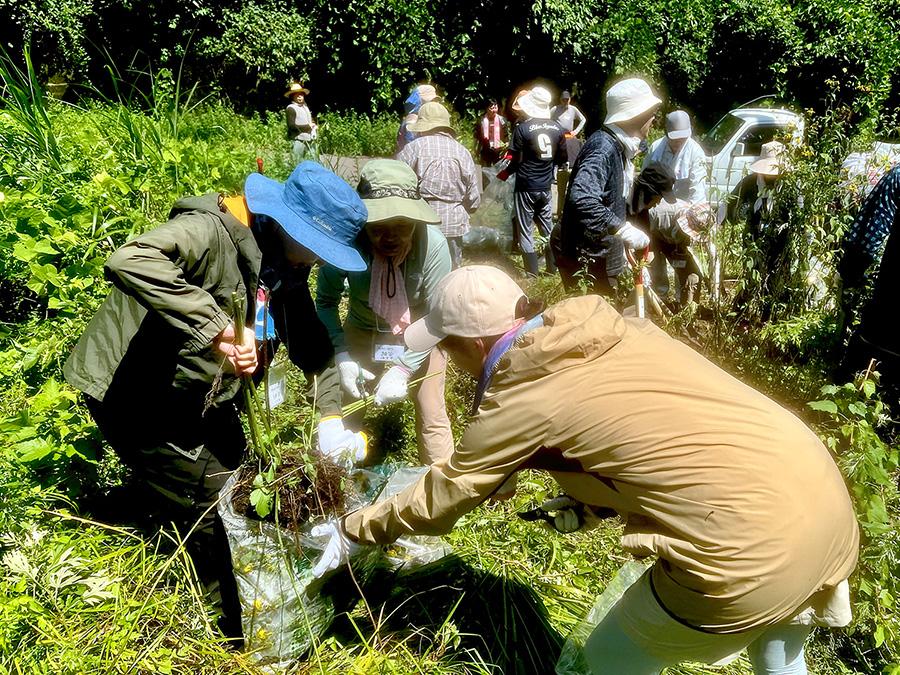 花粉や種子を落とさないよう慎重に駆除作業を実施
