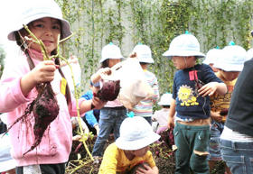 [Potato Dig by Kindergarten Children]