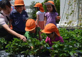 [Strawberry picking]