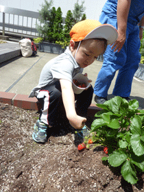 Tamachi Building Co. Invites Nursery School Children to Strawberry Picking<br/>-- Offering Fun Learning Opportunity about Environment as CSR Activity --
